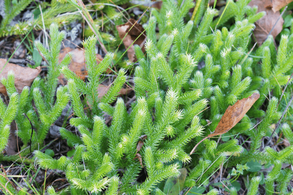 A close up of some green plants in the grass